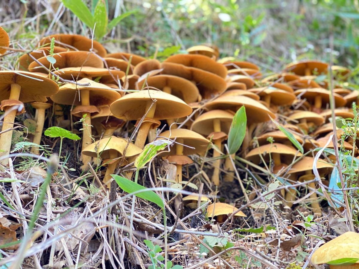 ホテルプチペンション　グリーングラス 茅野市 エクステリア 写真